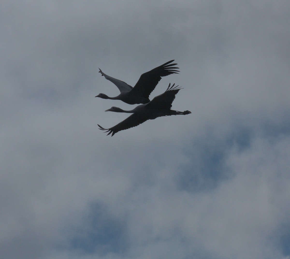 Lertsun urdina - ML646267268