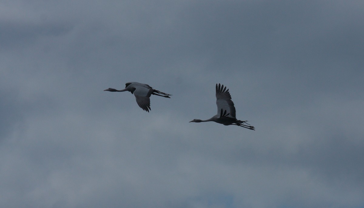 Lertsun urdina - ML646267269