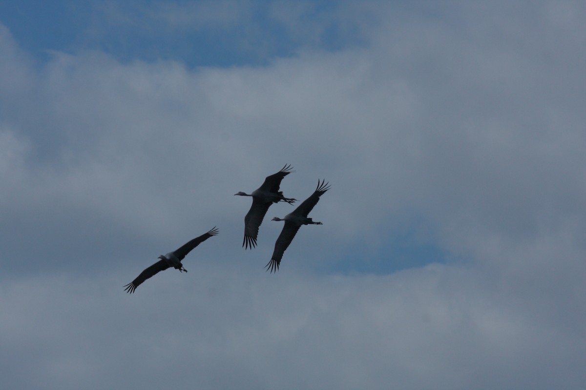 Lertsun urdina - ML646267270