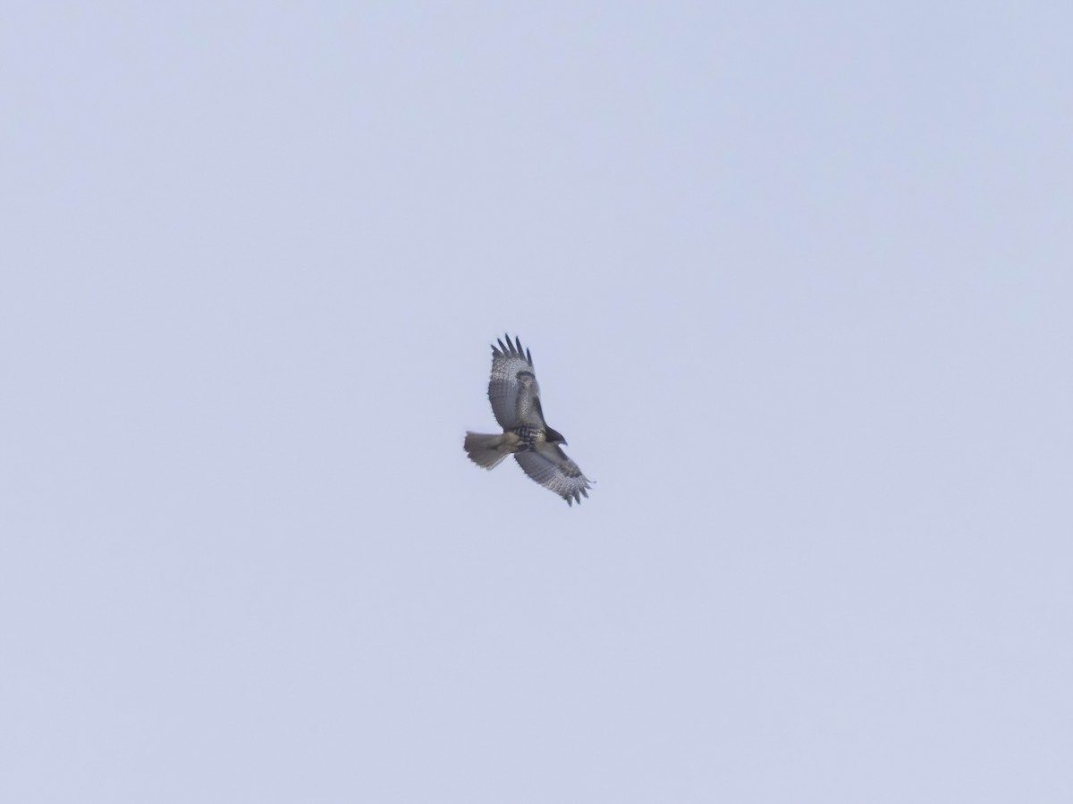 Zapelatz buztangorria - ML646267271