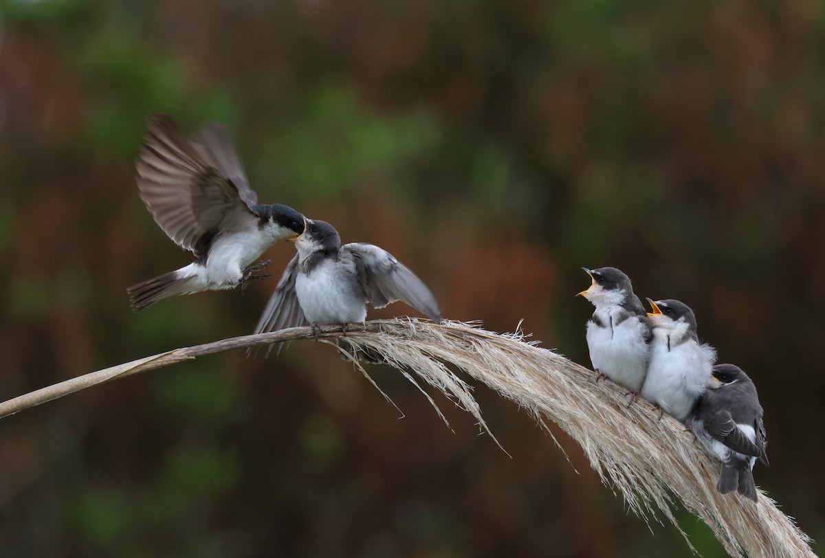 White-rumped Swallow - ML646267273