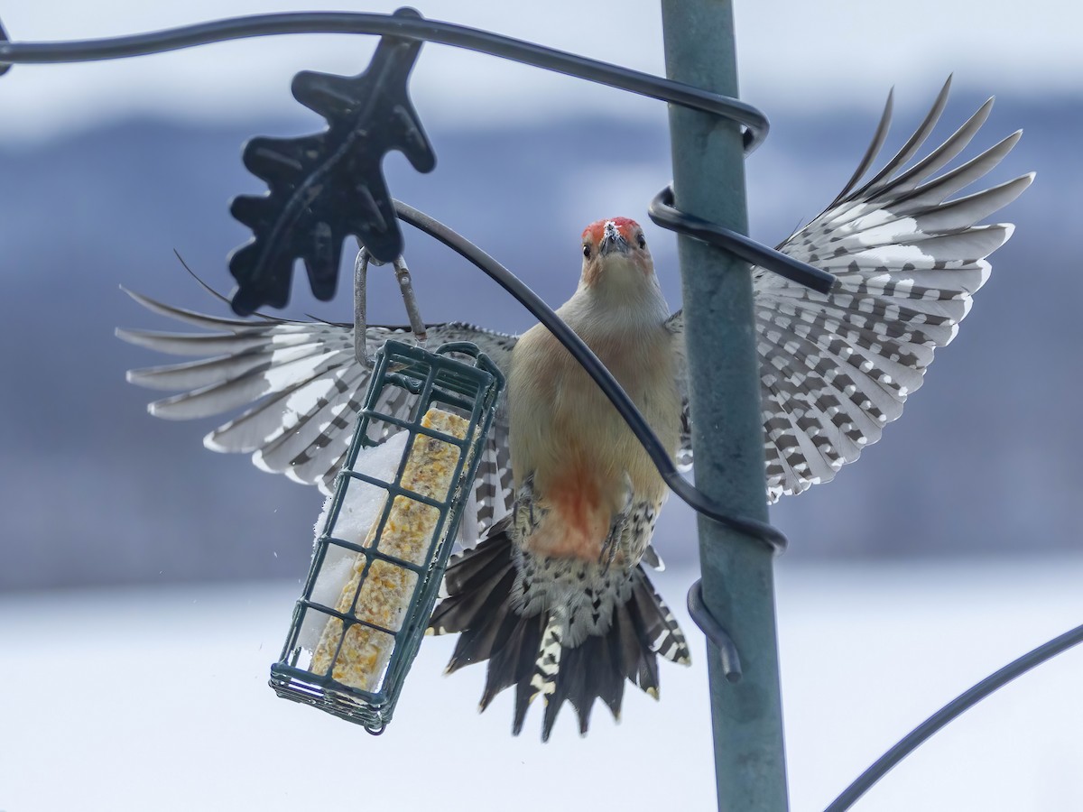 Red-bellied Woodpecker - ML646267276