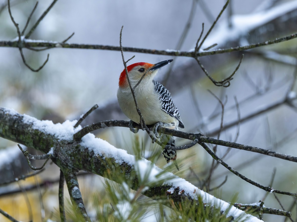 Red-bellied Woodpecker - ML646267277