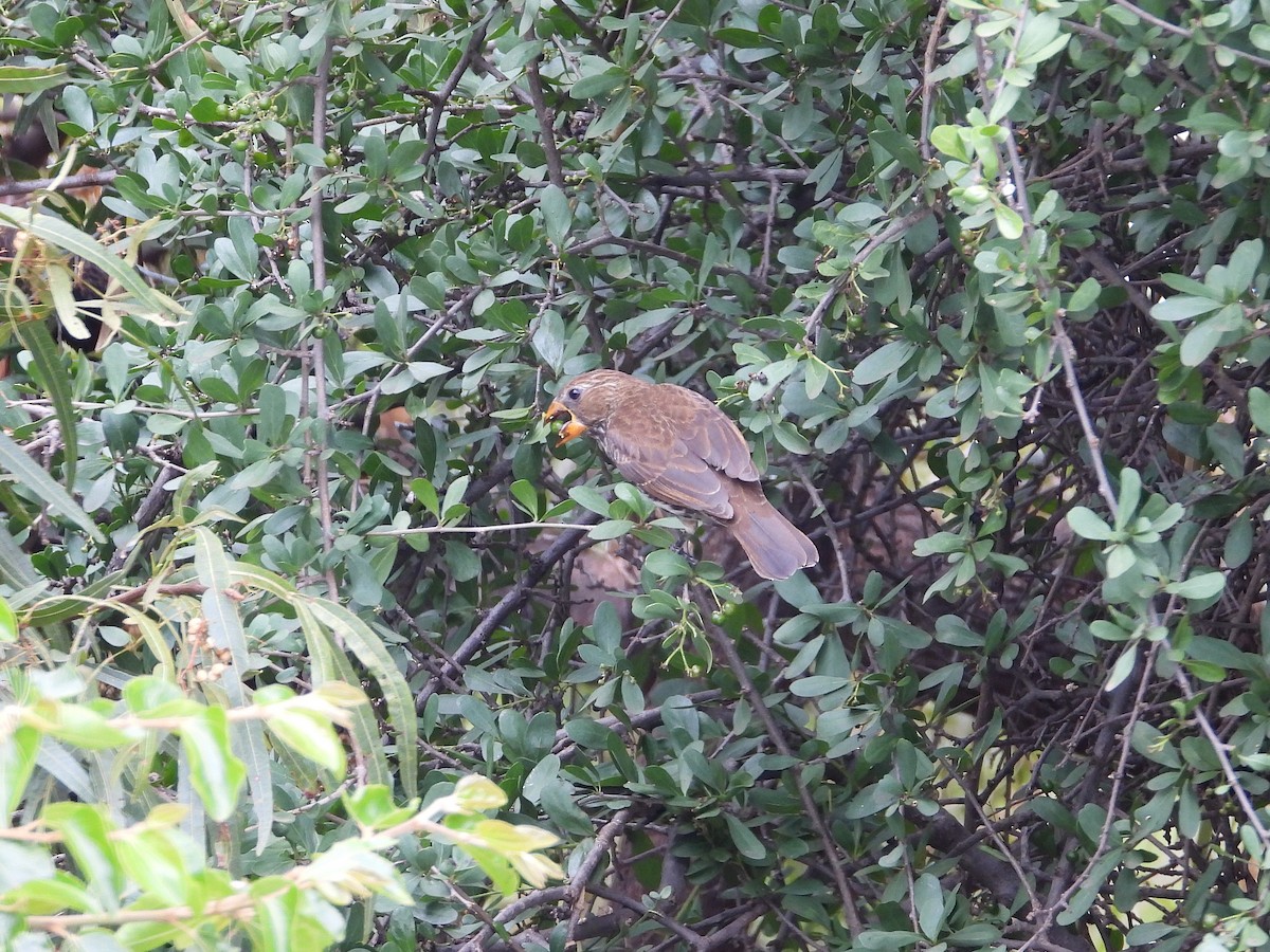 Grosbeak Weaver - ML646267278