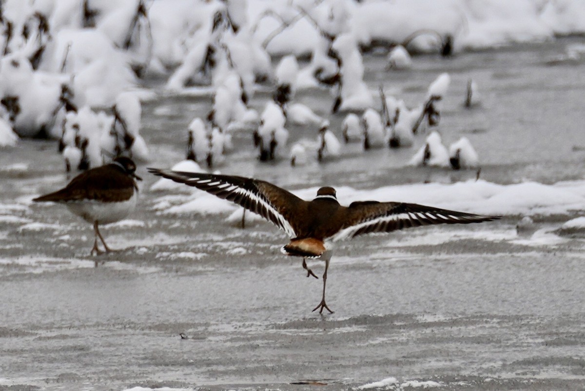 Kildir txirritxoa - ML646267279