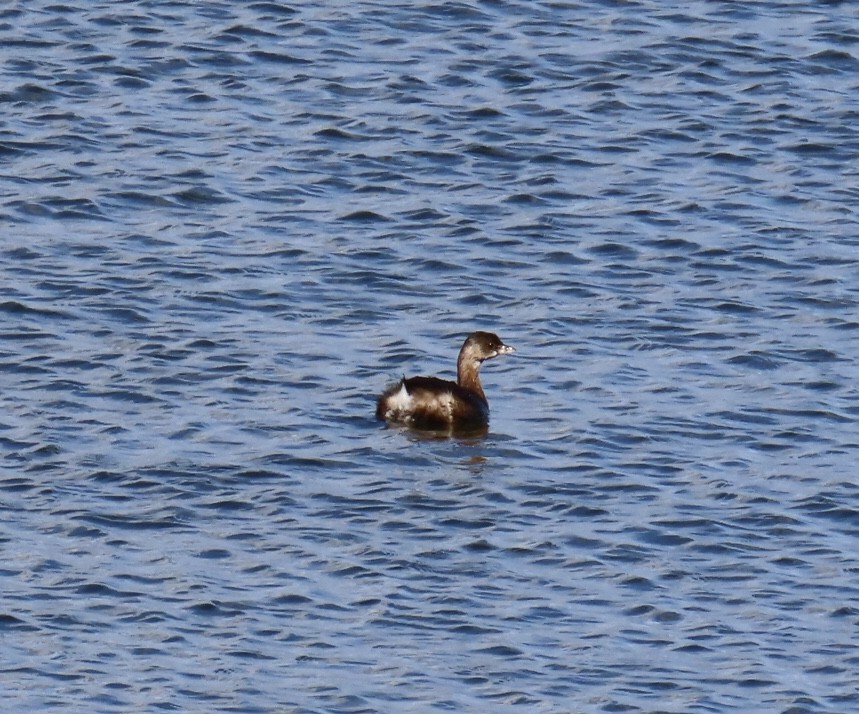 Txilinporta mokolodia - ML646267280