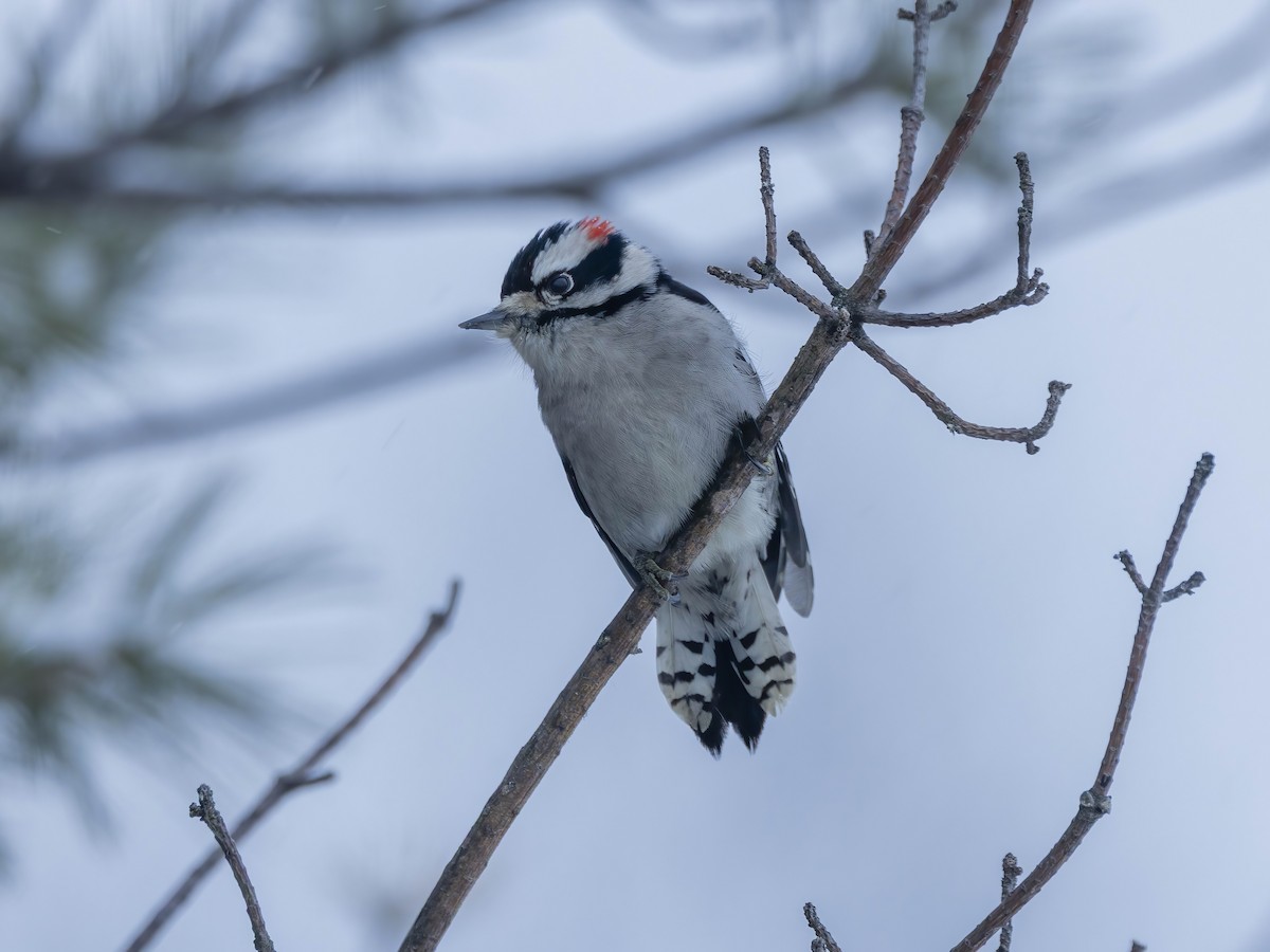 Downy Woodpecker - ML646267281