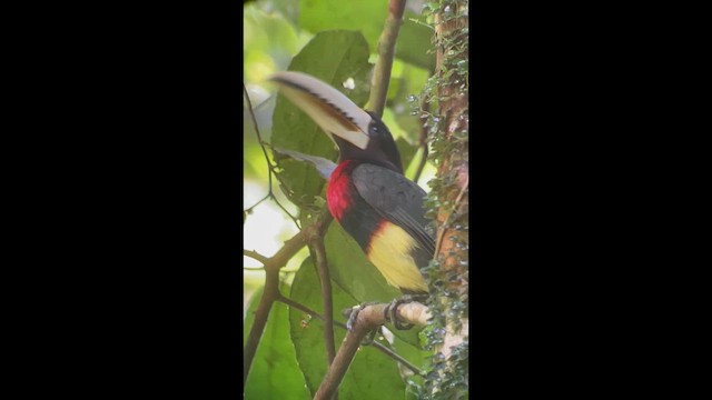 Аракарі чорногрудий - ML646267288