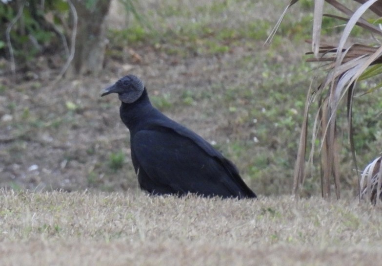 kondor havranovitý - ML646267297