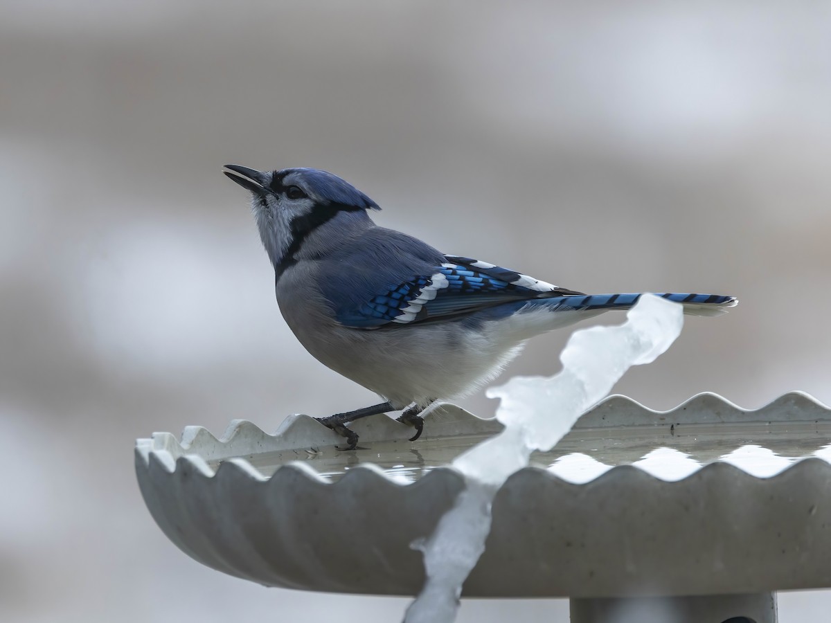 Blue Jay - ML646267308