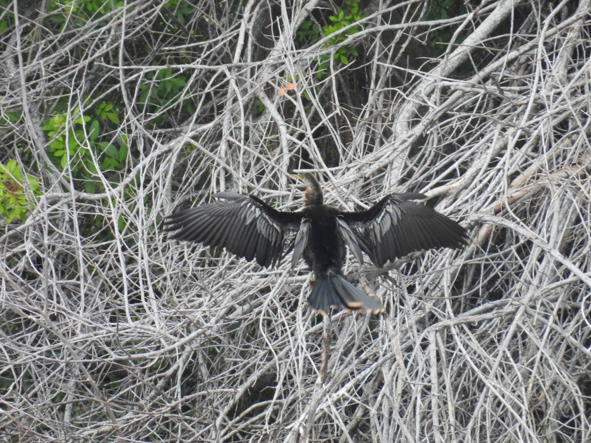 Anhinga - ML646267319