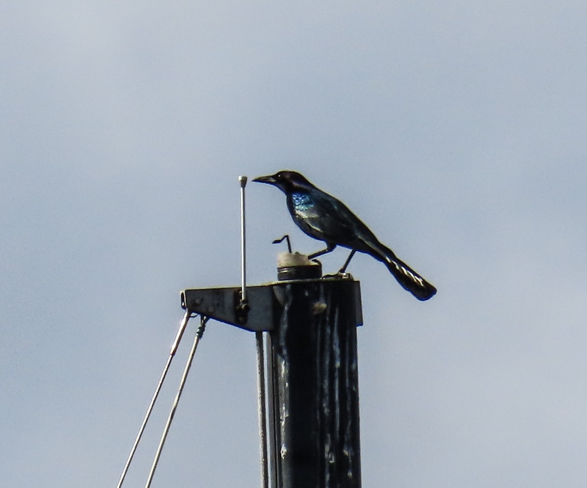 キタオナガクロムクドリモドキ - ML646267320