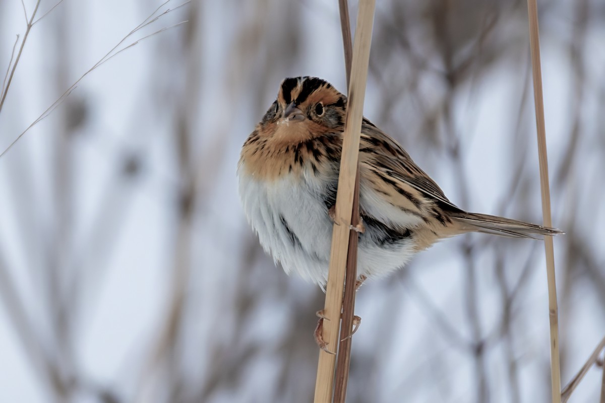 LeConte's Sparrow - ML646267321