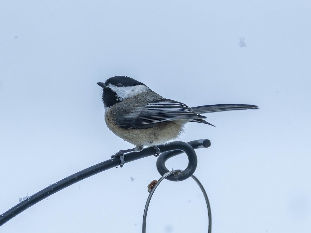 Black-capped Chickadee - ML646267326