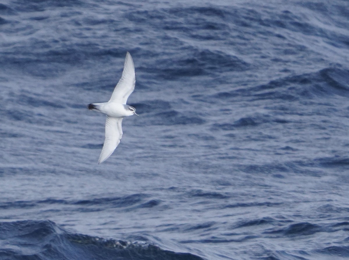 Пріон антарктичний - ML646267327