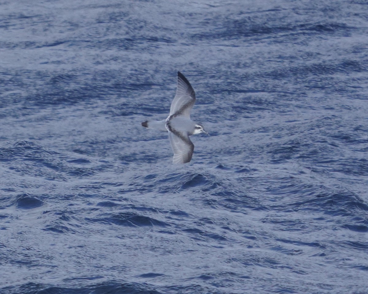 Пріон антарктичний - ML646267328