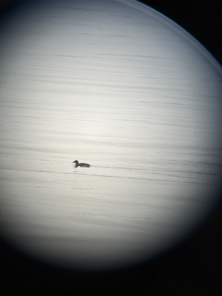White-winged Scoter - ML646267333