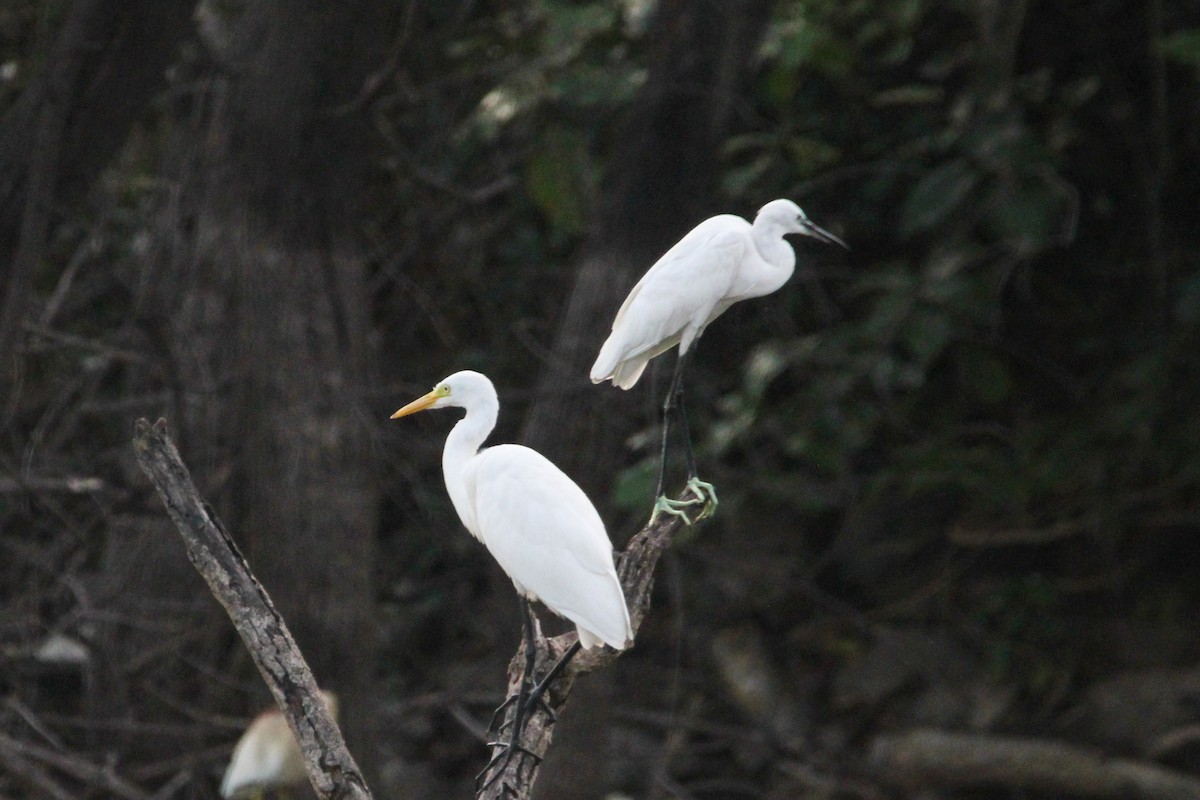 Малая белая цапля - ML646267334