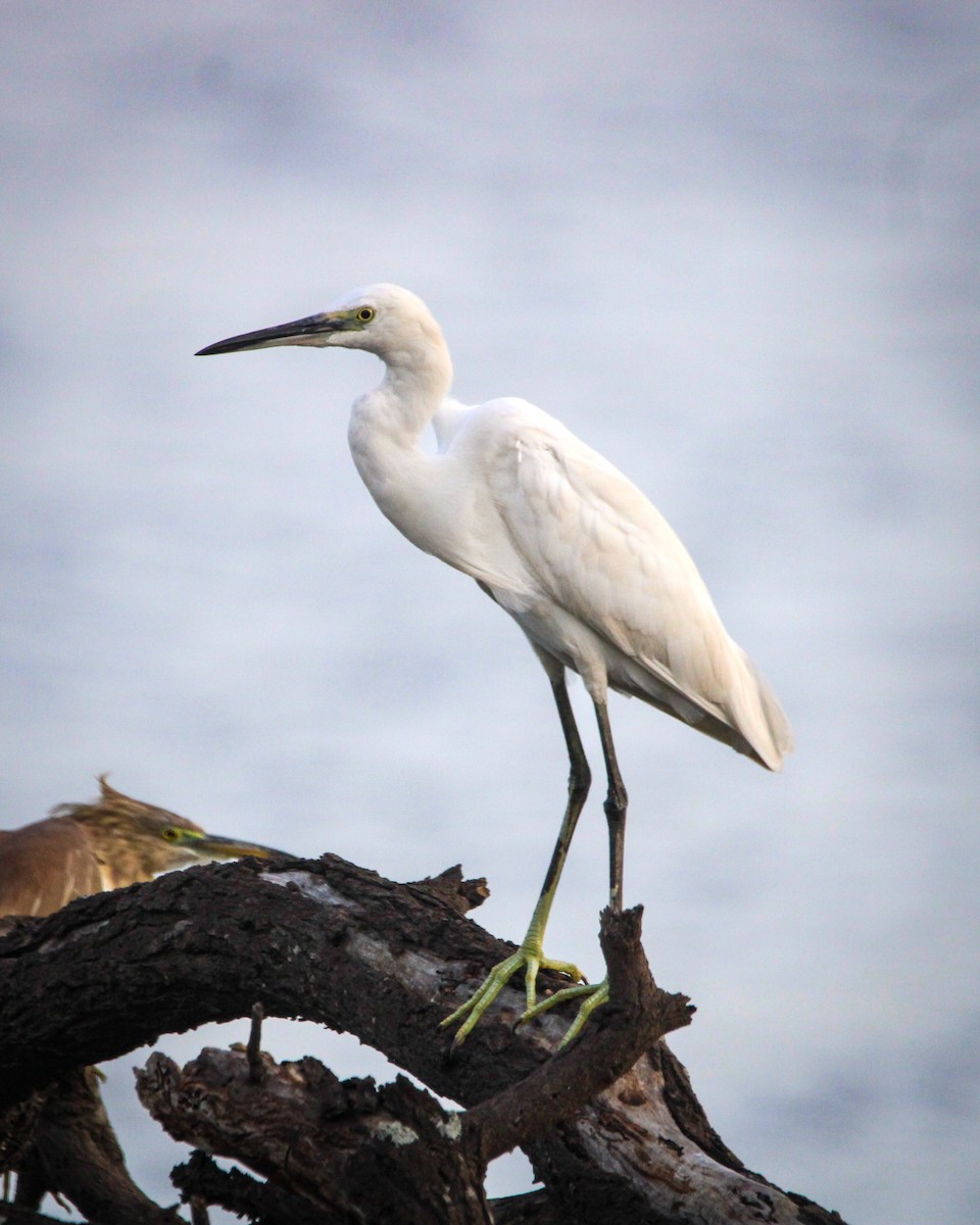 Малая белая цапля - ML646267335