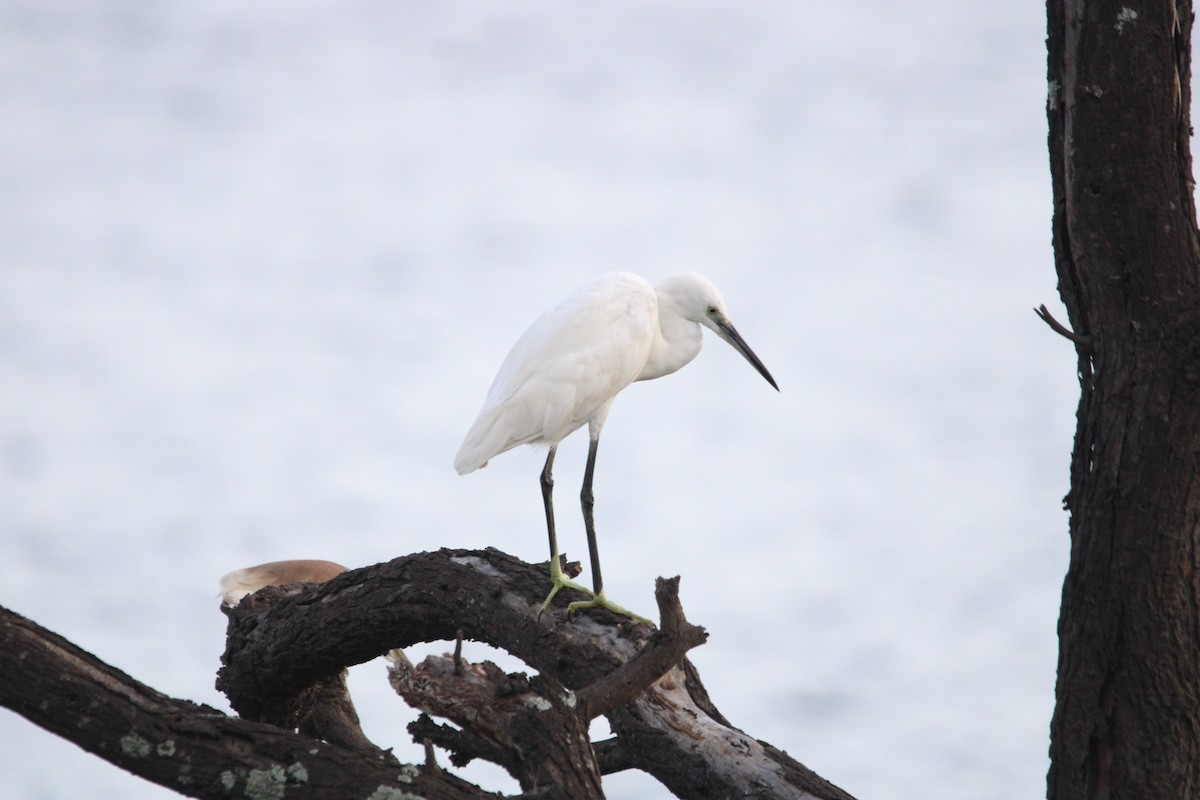 Малая белая цапля - ML646267336