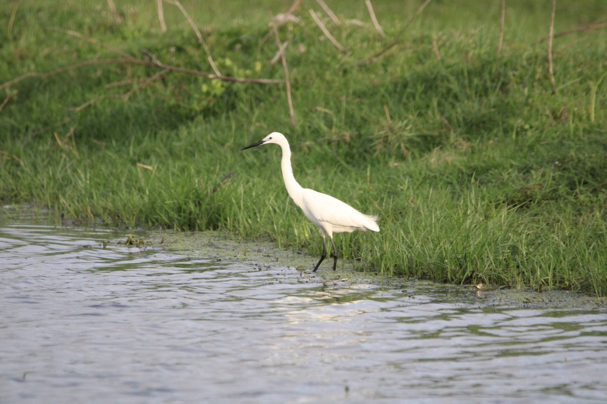 Koartzatxo txikia - ML646267337