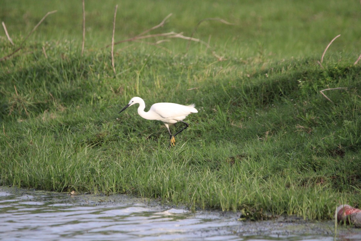 Koartzatxo txikia - ML646267338