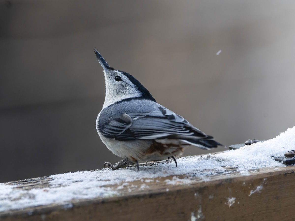 Каролинский поползень - ML646267351