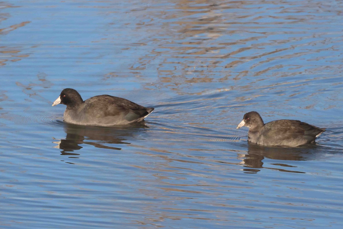 Американская лысуха (Red-shielded) - ML646267354