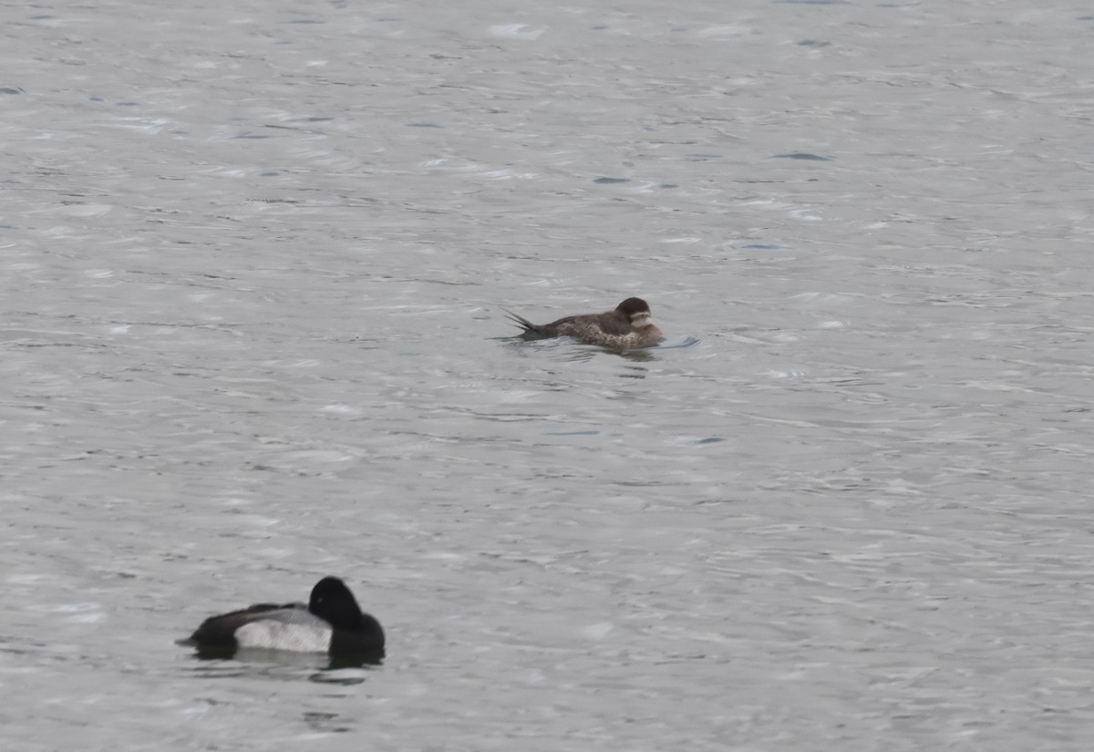 Американская савка - ML646267355