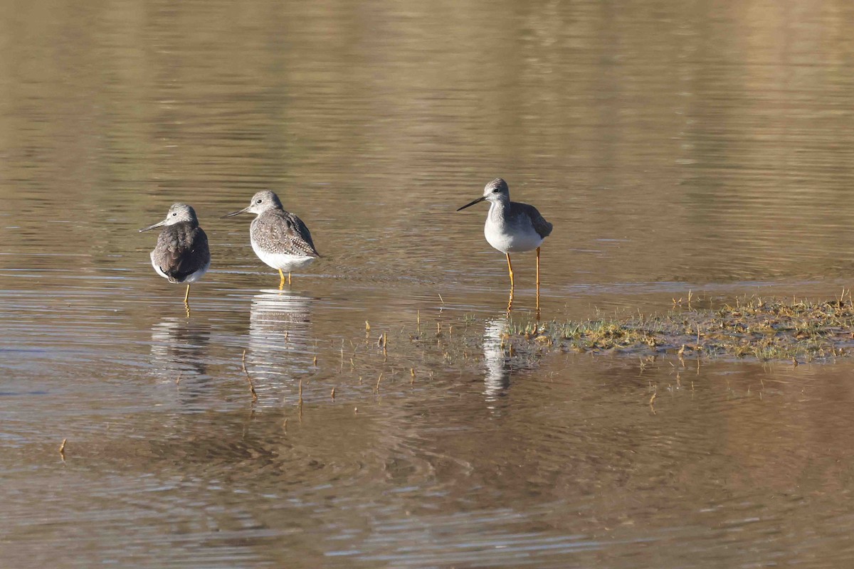 Пёстрый улит - ML646267356