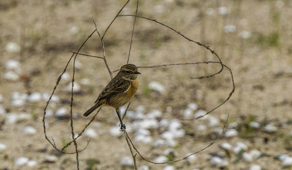 Черноголовый чекан - ML646267357