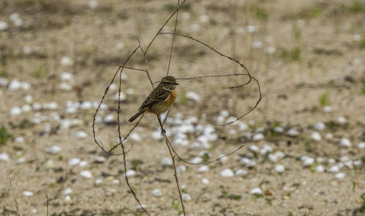 Черноголовый чекан - ML646267359