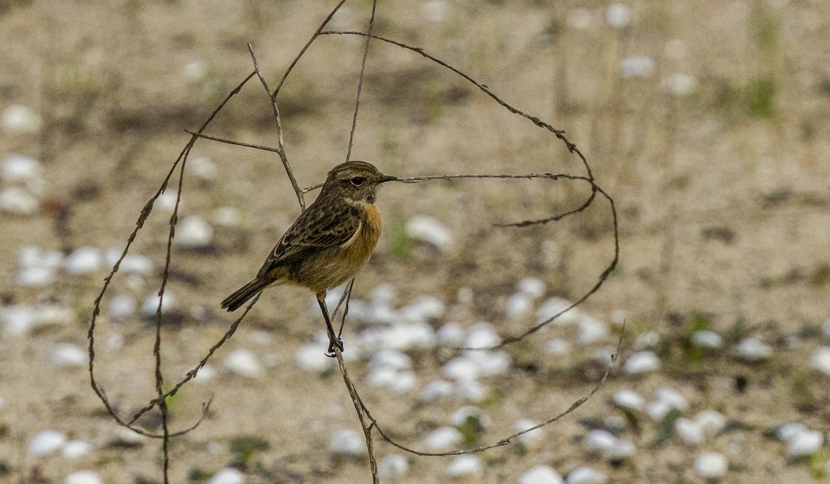 Черноголовый чекан - ML646267360