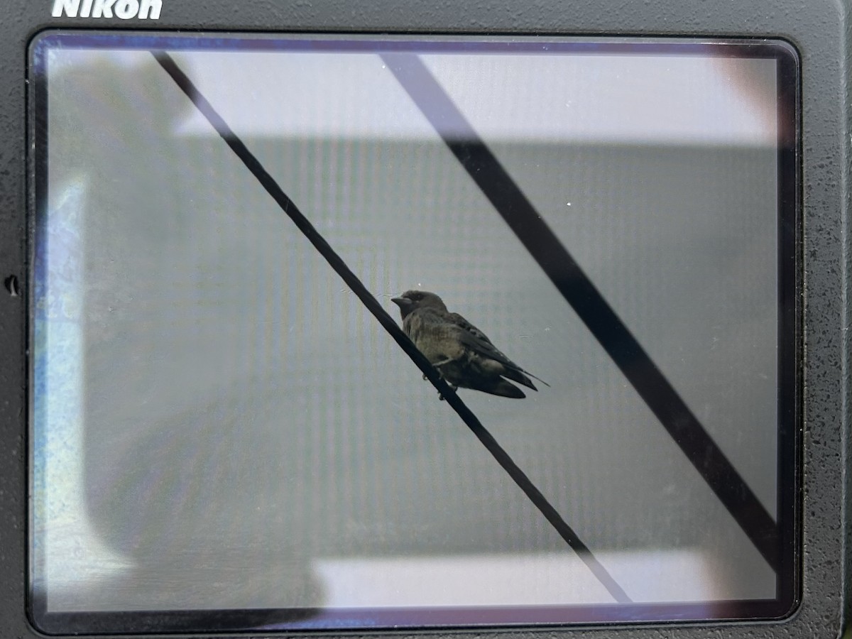 Серый артам - ML646267361