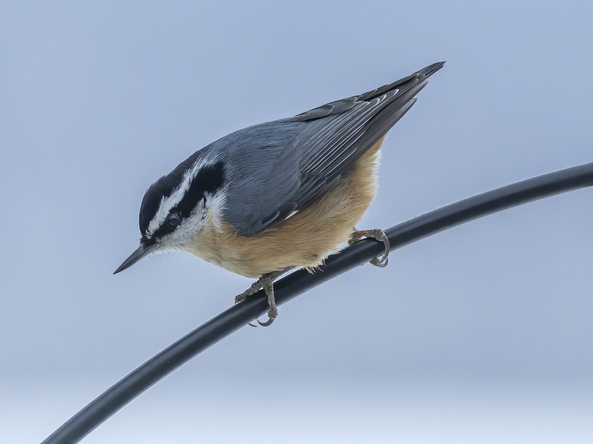 Канадский поползень - ML646267362