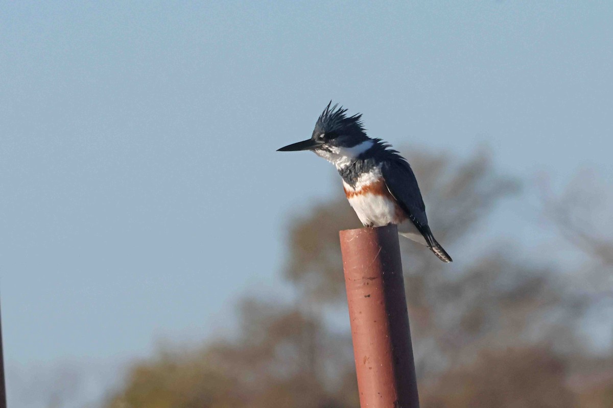 Опоясанный зимородок - ML646267363