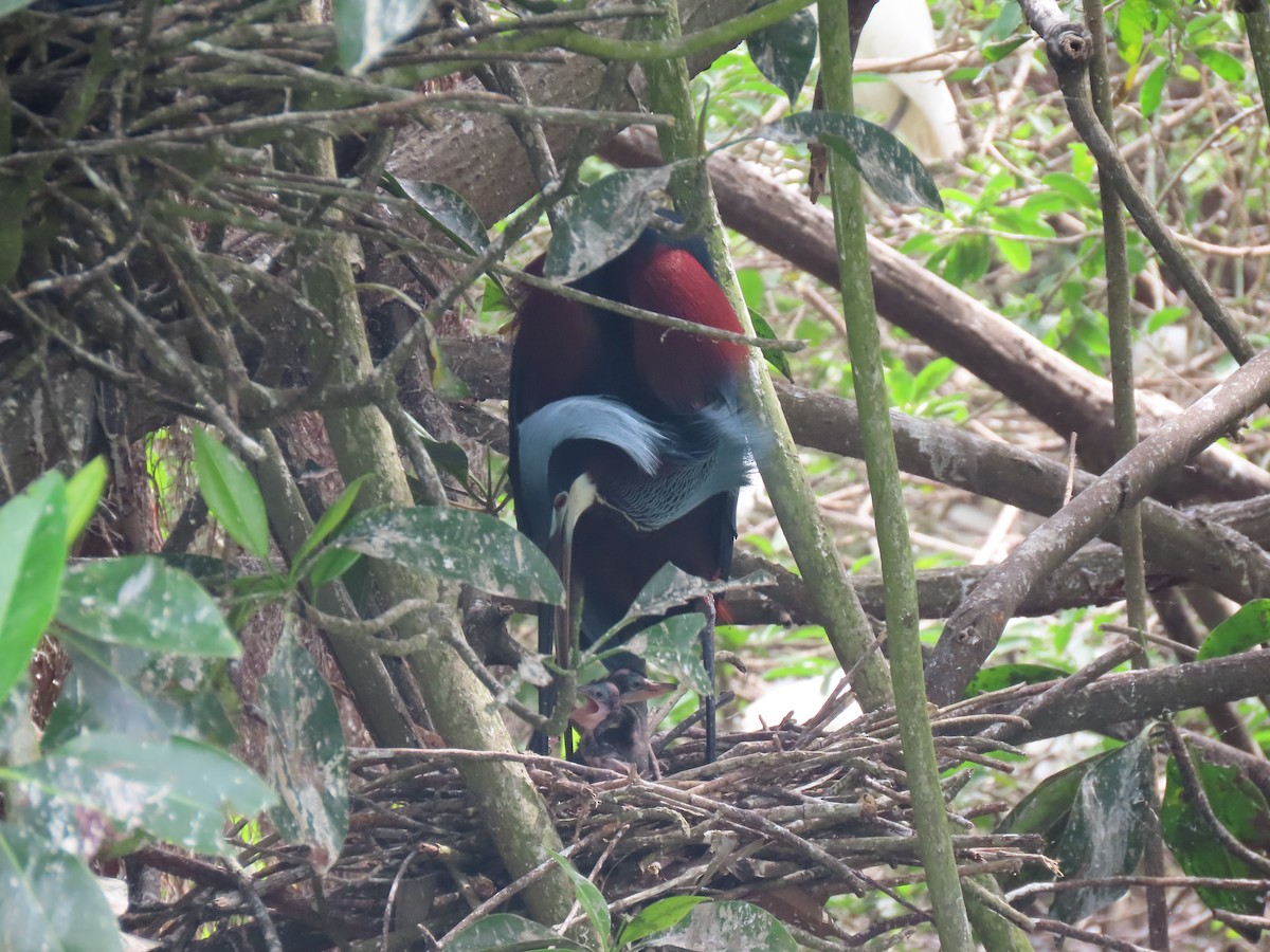 Агами - ML646267368