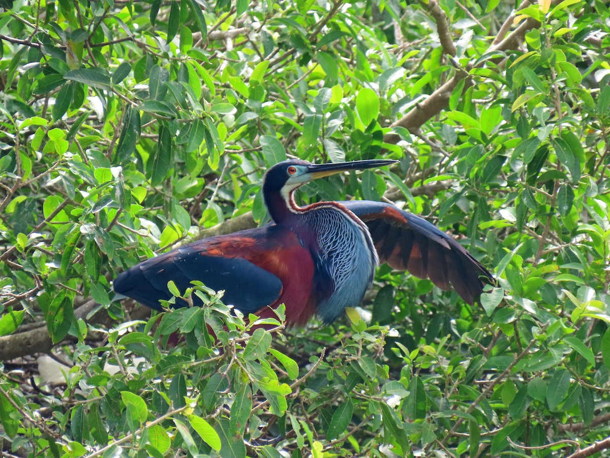 Агами - ML646267369