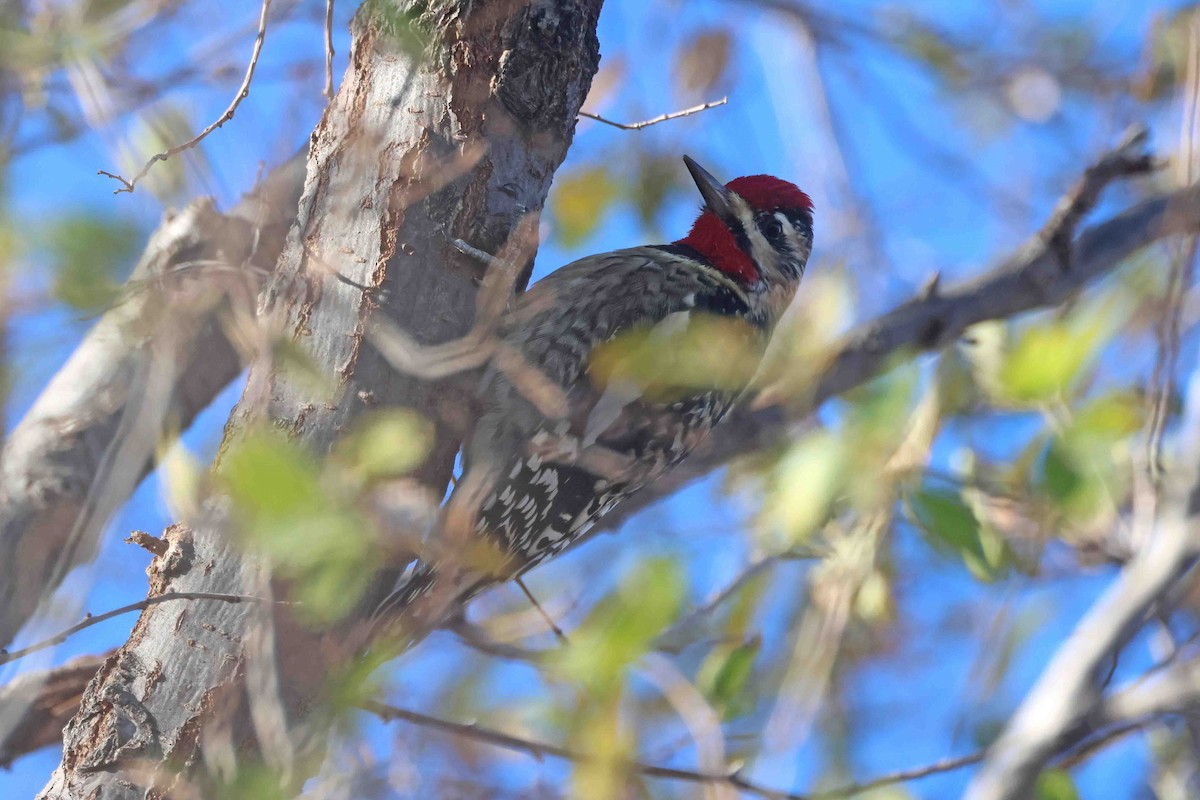 Желтобрюхий дятел-сокоед - ML646267370