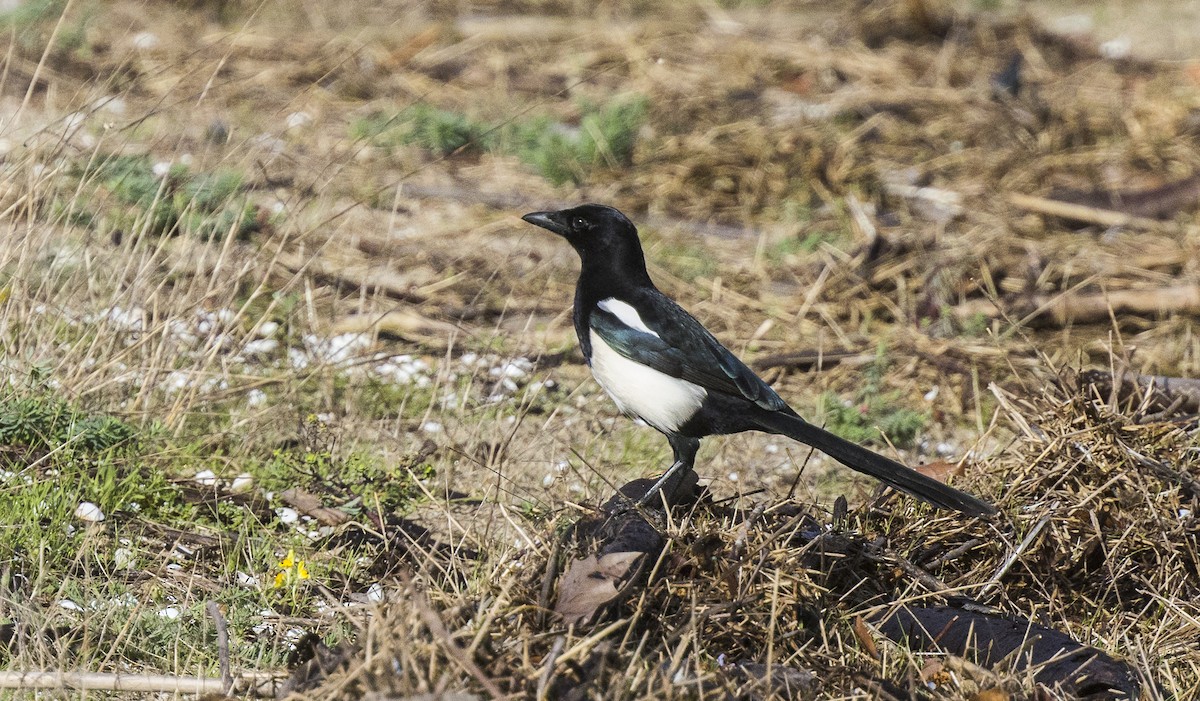 Сорока - ML646267371