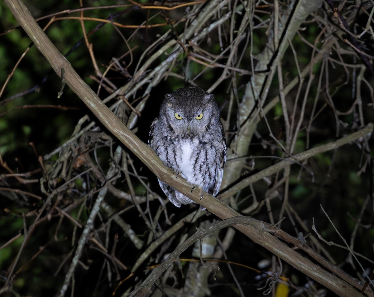 Восточноамериканская совка - ML646267372