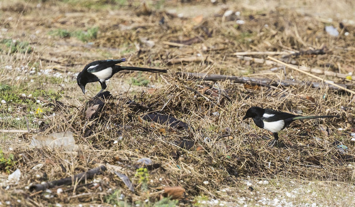 Сорока - ML646267373
