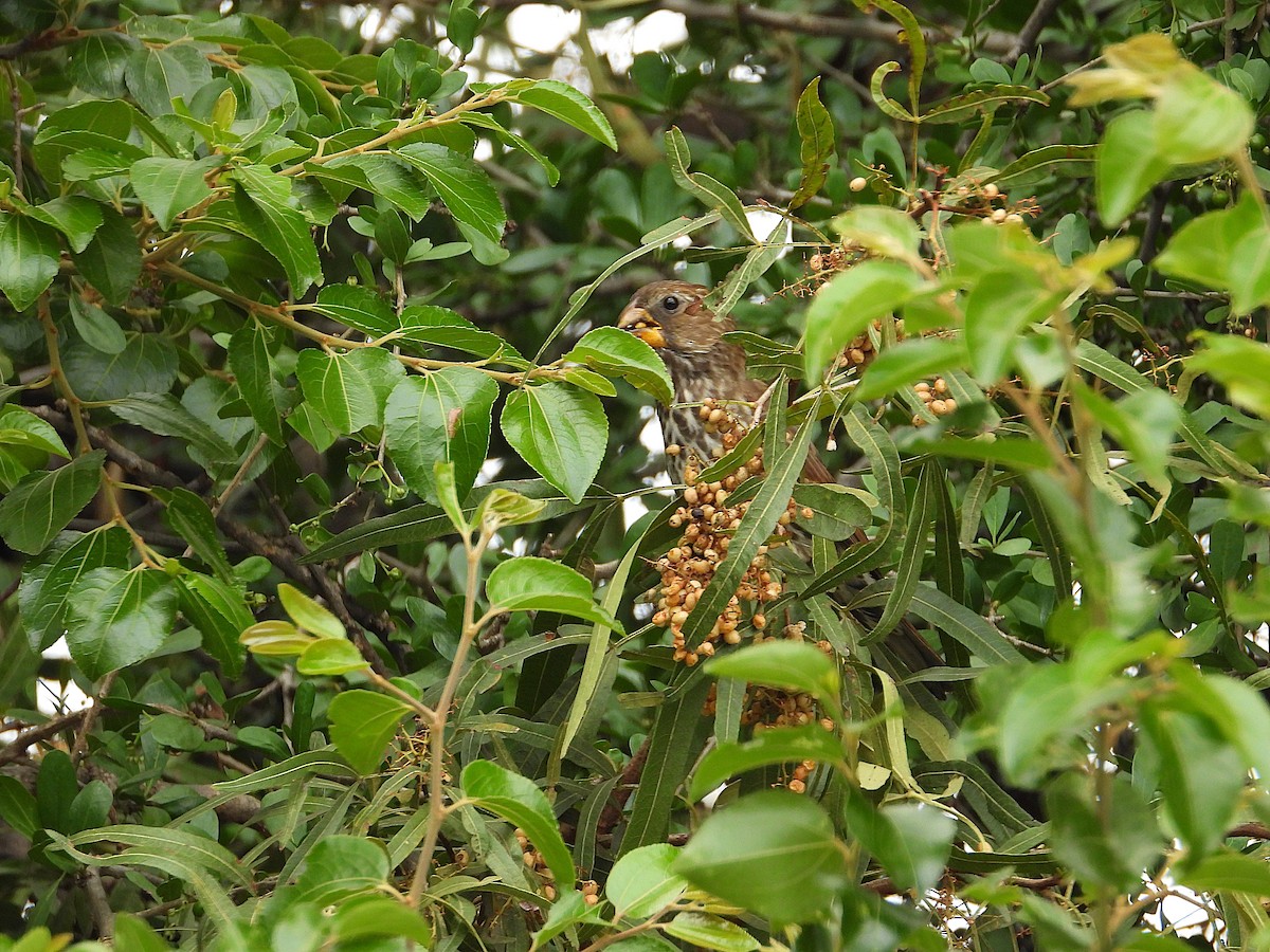 Белолобый ткач - ML646267374