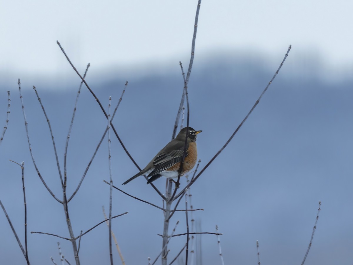 Странствующий дрозд - ML646267375