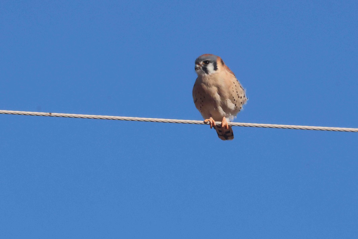 Воробьиная пустельга - ML646267376