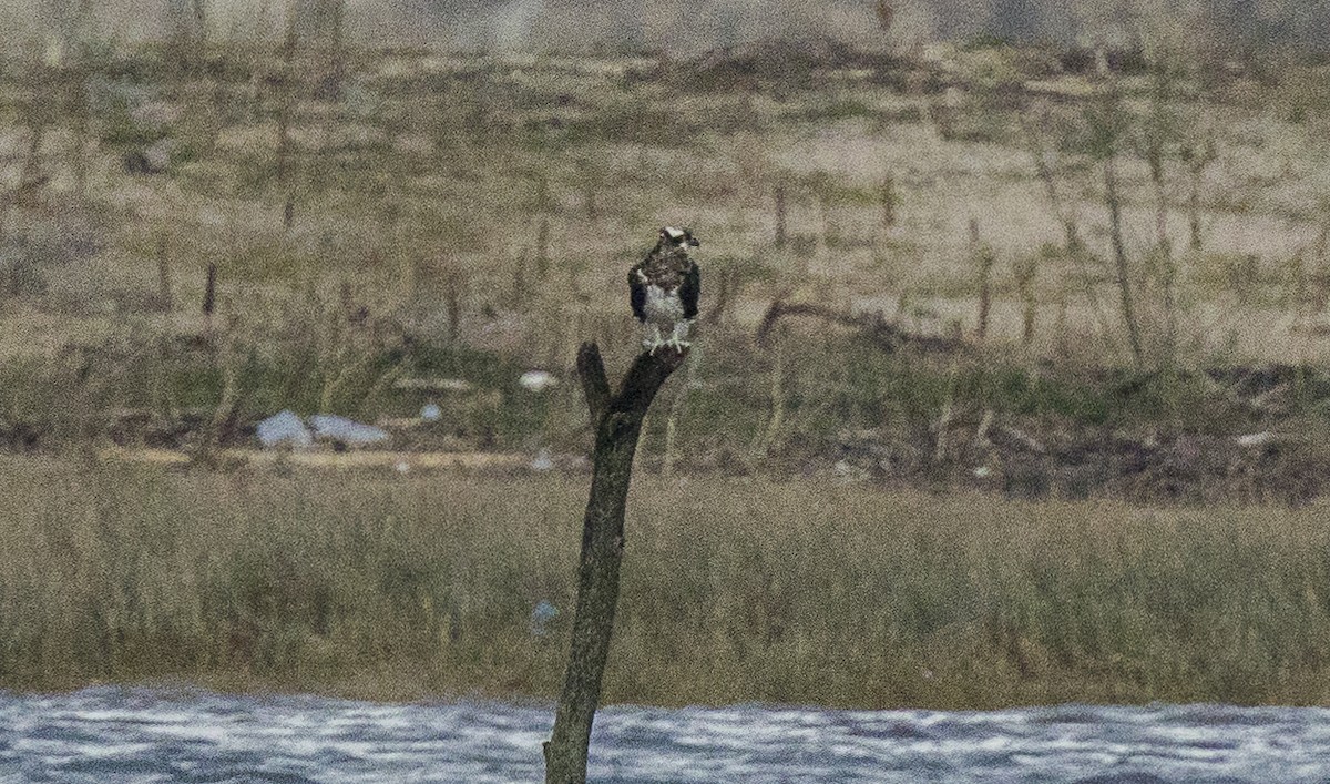 Скопа - ML646267378