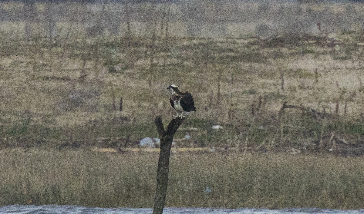 Скопа - ML646267379