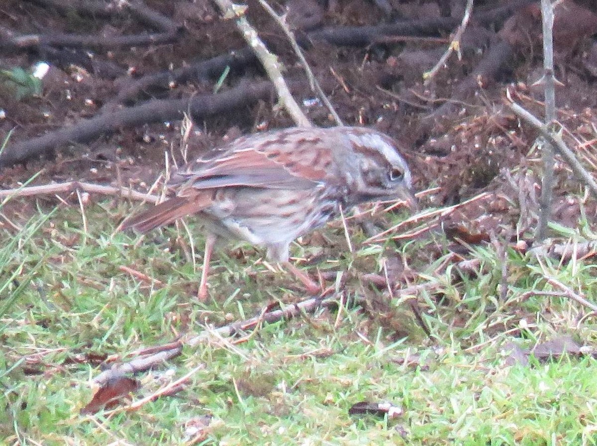 Ötücü Serçe - ML646267380