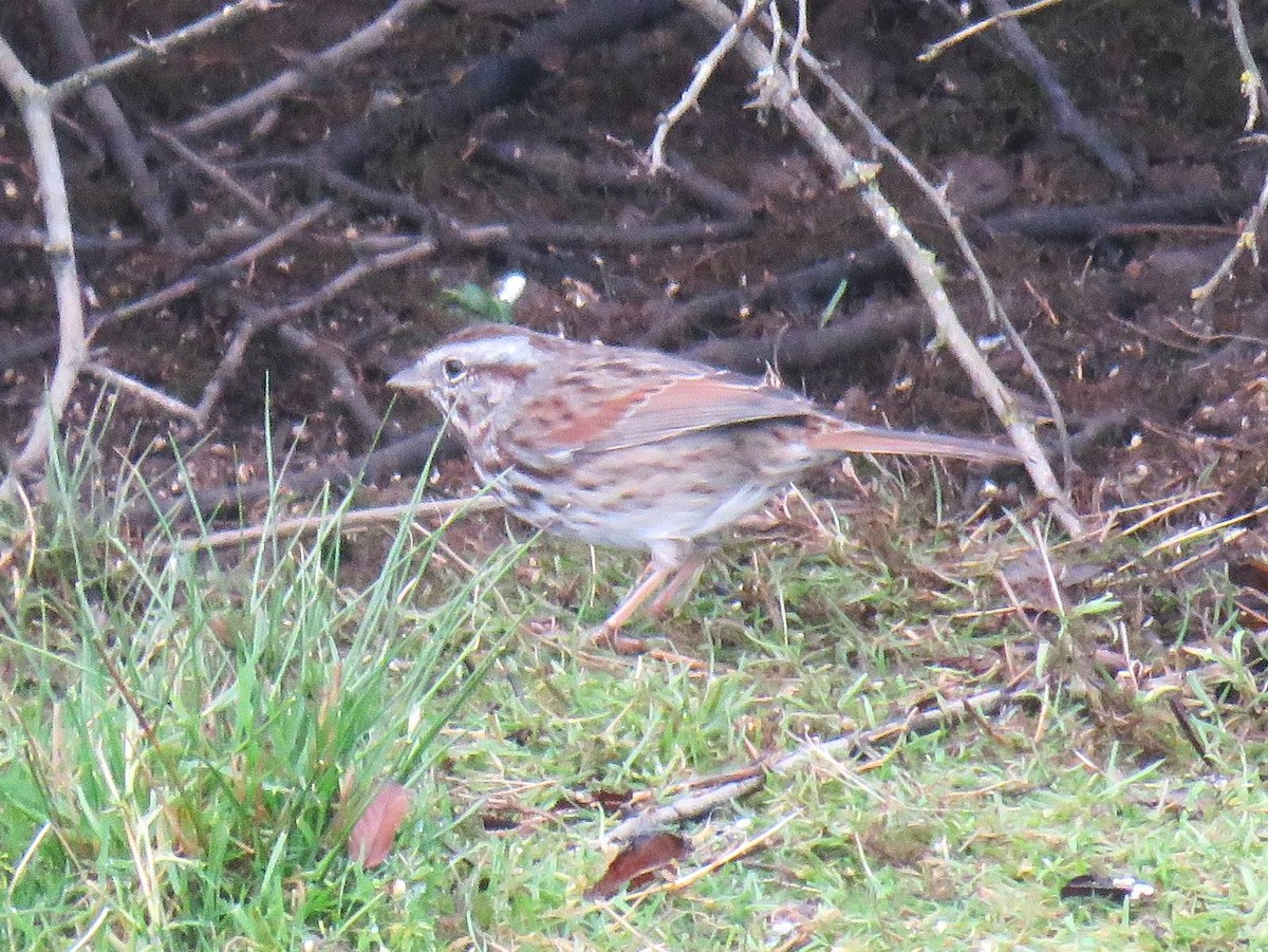 Ötücü Serçe - ML646267381