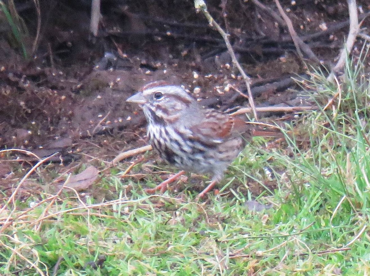 Ötücü Serçe - ML646267382